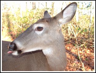 The Case of the Deer Tongue 